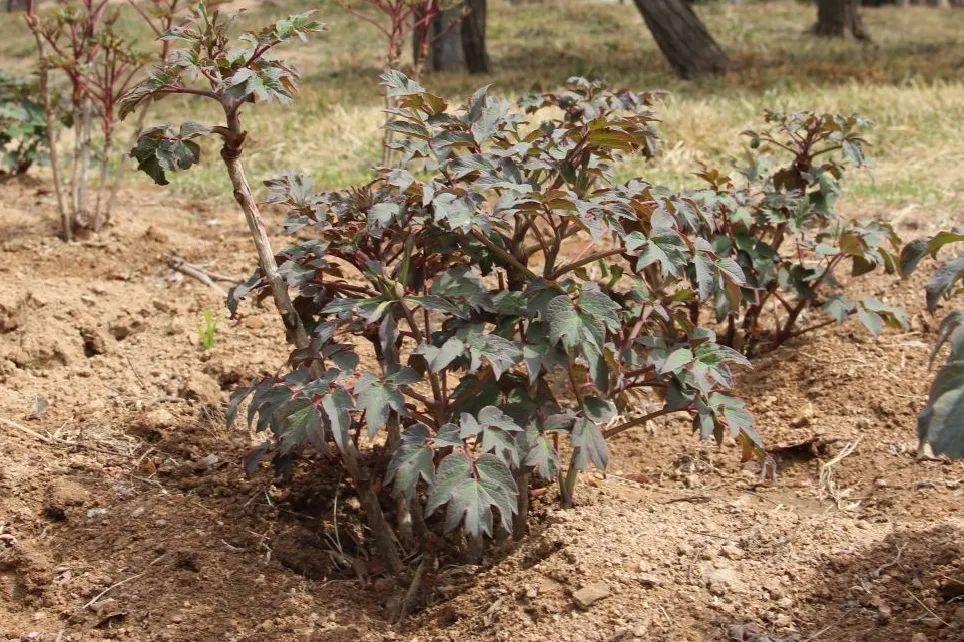 品种|这花只能秋天养,埋土里就活,晚了再等一整年!