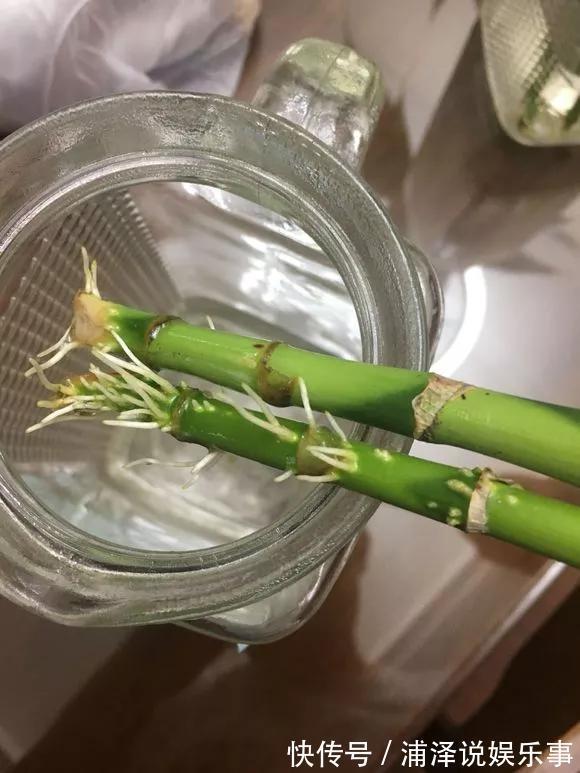 富贵竹根不好，放铁钉也没用，3个技巧，根儿白又壮！