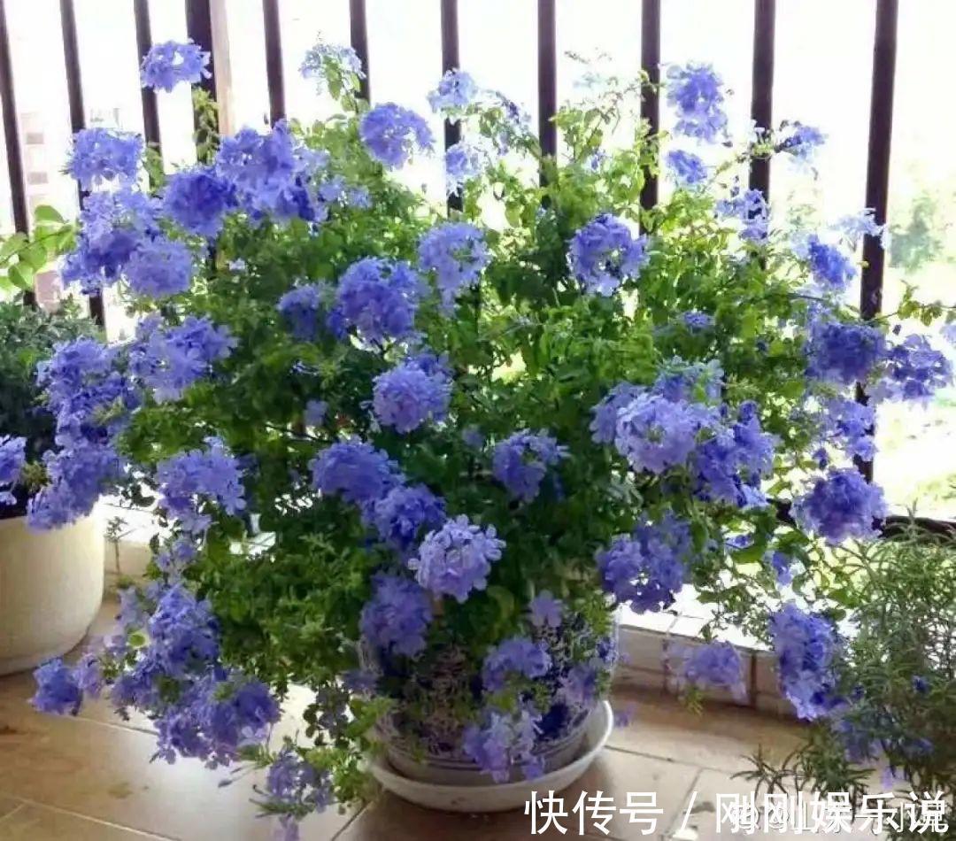 抗病、不招虫的天竺葵，屋里养一盆，开花一茬接一茬