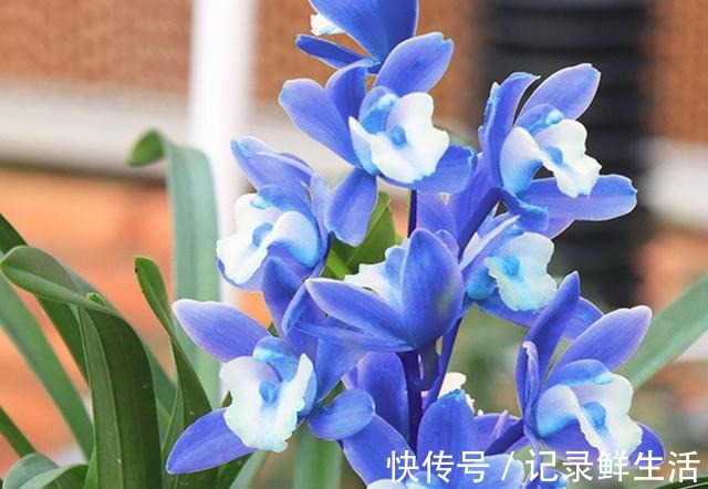 这款“蓝色”兰花,突然就火了,被誉为“活香水”,很多人没见过!