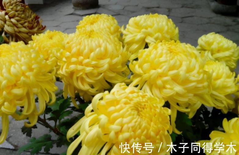 夏日|夏日贪凉,喝冷饮不如养盆花中隐士菊花,心静自然凉