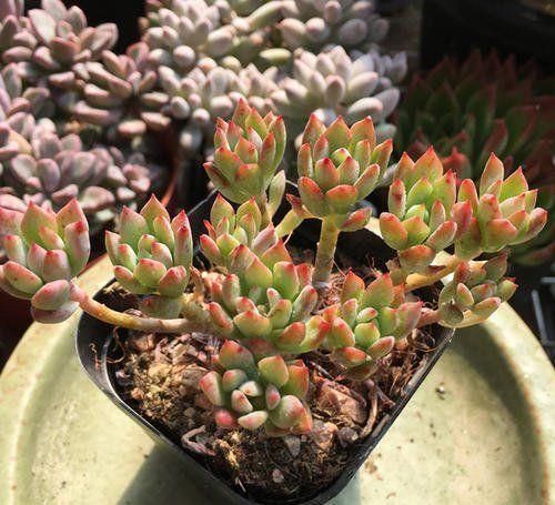  要点|养多肉小美人，了解掌握几个要点，养出橘黄果冻色，十分出众