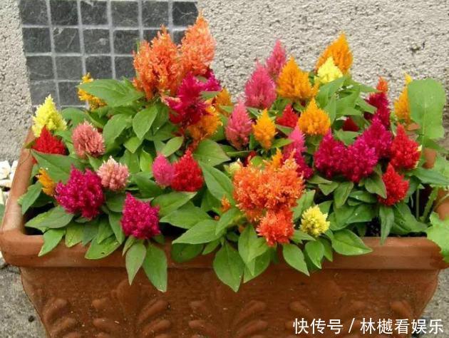 花农养花为啥成本这么低学会用小苏打,几十盆都花不了2块钱