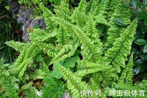 6种植物，能净化空气，适合放在阳光灿烂的厨房、阳台