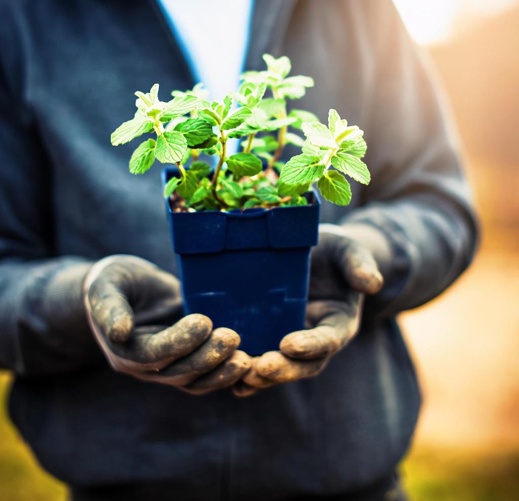  薄荷|7种适合家居养护的香草植物，散发淡淡清香，作用多观赏性强