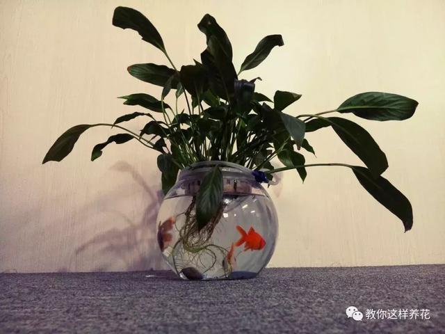 4种花别再种土里了,丢水里更好养,还更漂亮!