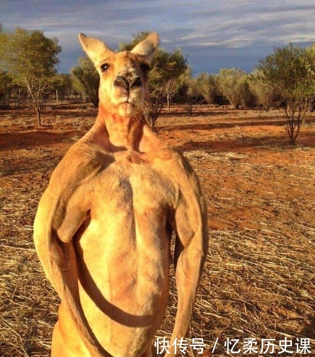 国家|二战时期，因为这个国家，日本人在战场上无一生还