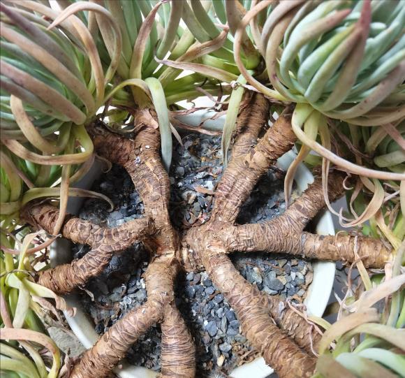 多肉|夏天养多肉,3个“痛点”别忽视,肉肉难长大,摊大饼,难度夏