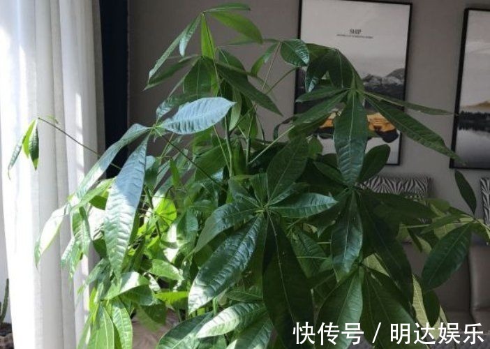 修剪|如果养着这7种花，温度高及时“打顶”，这样才能枝繁叶茂