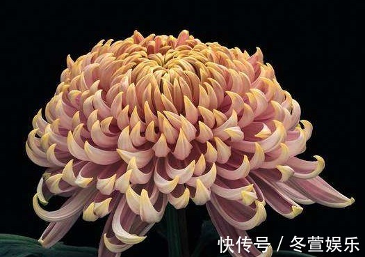 莲花|喜欢菊花，不如养盆“菊中珍品”唐宇秋荷，似清新莲花，婀娜多姿