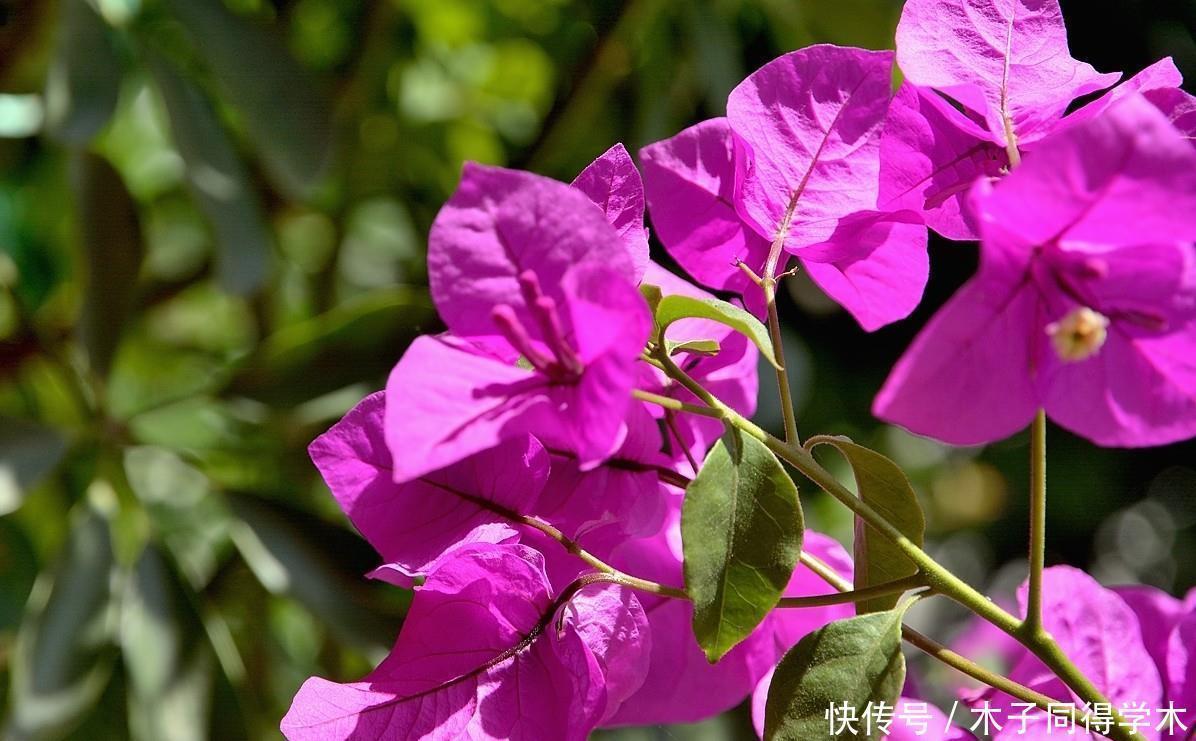 漂亮|五种简单好养的漂亮省心花,不招虫、不生病!居家养花别错过