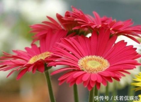 戴尔巴德|喜欢月季,就选“优良名品”戴尔巴德,花型丰满,丰腴婀娜!!