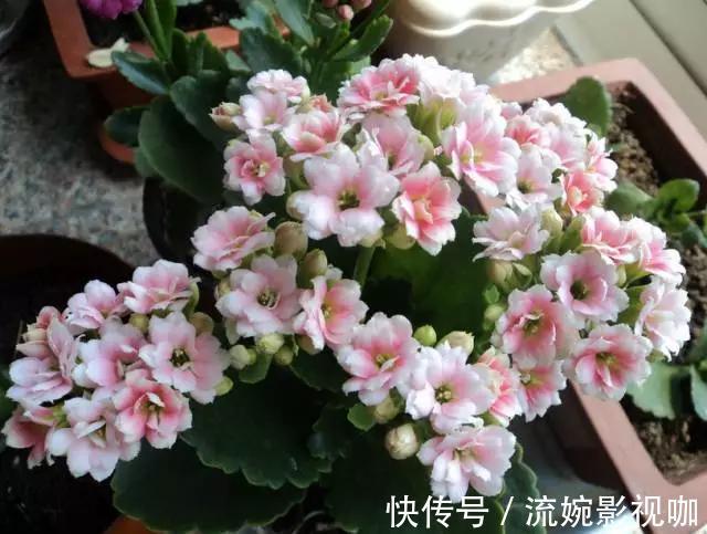 君子兰肥|君子兰肥到流油,长寿花开不断,原来他用了这个小方法!