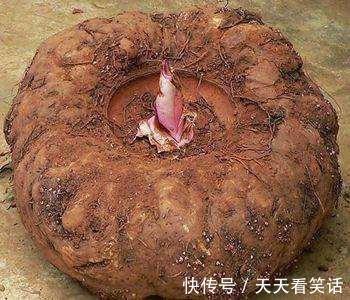 减肥|脂肪最怕8种碱性食物，每天吃几口，不运动也能瘦掉肚腩