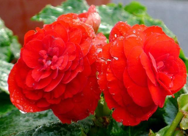 四季海棠“开花慢”吃点“小垃圾”,花朵钻全枝,花赏四季不断