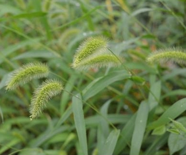 狗尾巴草|默默无闻的狗尾巴草，泡水喝竟这么多功效，尤其适合老年人！