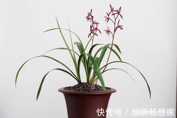 新手养兰花,4个误区别犯,不然好心办坏事,等着收空盆