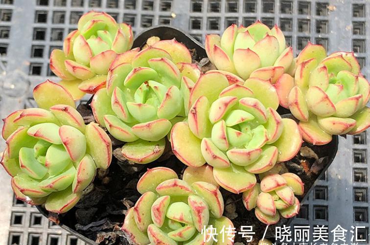 叶有红边且状若玫瑰,它就是多肉艾格尼斯玫瑰,爱它现在就买它!