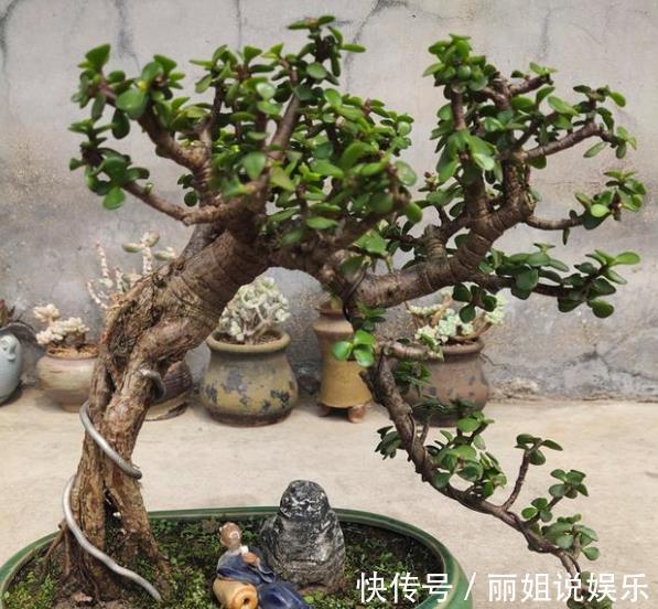 养护|新手养金枝玉叶,合理掌握养护技巧,快速打造成小老桩,价值翻倍