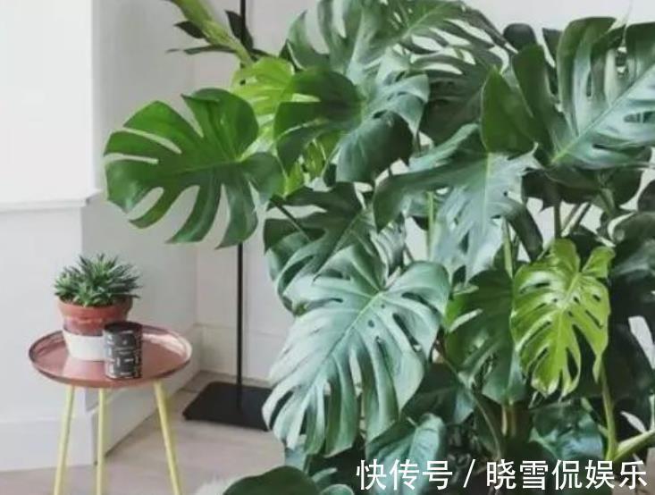 花卉|10月以后,3种花搬出去淋淋雨,叶片肥美长势好,越养越旺盛