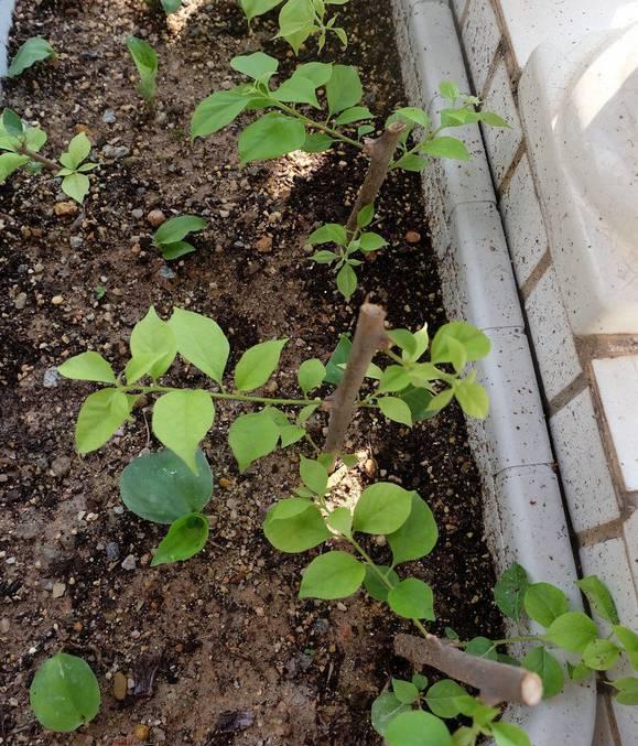 盆景|三角梅养成盆景又美又飒,爬成花墙热情浪漫,爆花成球秘诀在这