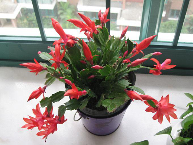 养花高手用这3招，蟹爪兰不烂根，不干瘪，叶硬花艳长成瀑布