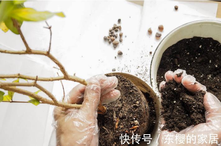 根系|花草换盆旺季来临,学会“三看三观察”,换盆就是小菜一碟