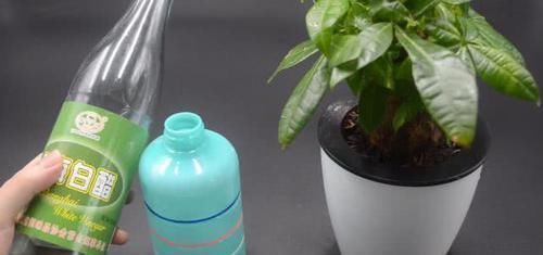 小窍门|不管多难养的花,浇水时加点它,不黄叶还不烂根,比花肥还好用