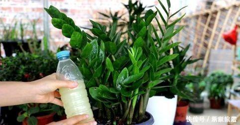 枯萎|夏天养花用“它”来浇灌,等于浇“砒霜”,花草一盆接一盆枯萎