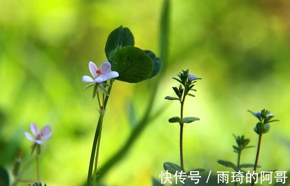 生肖狗|6月底，爱情喜上眉梢，事业乘风破浪，3生肖爱情回归，幸福回头