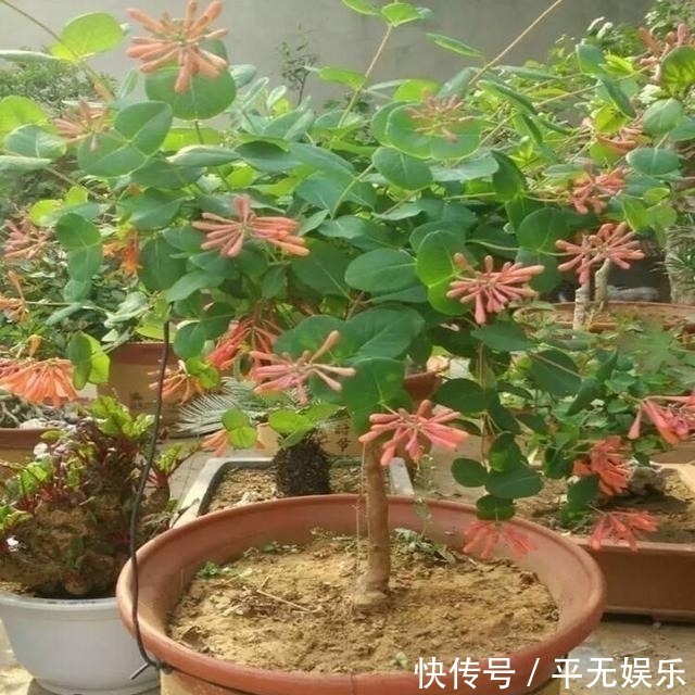 宝藏|此花人称“花界宝藏”，耐寒易爆盆，家里养一盆，好处多到数不清