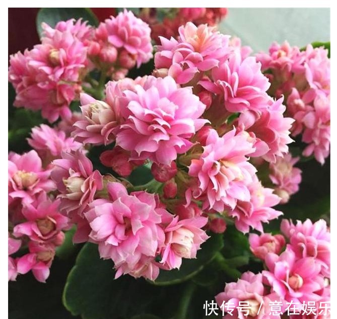 养长寿花,配土加1料,长寿花吃得很欢,不停爆花,变成大花球!