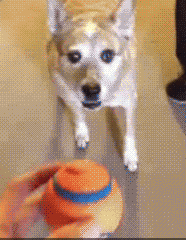 |搞笑GIF:当时妹子就急哭了 再也不穿裙子玩单杠了