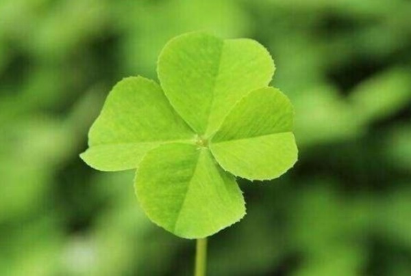 好运|一个人有这四个好习惯,才能好运连连不断,人生也会很顺利!