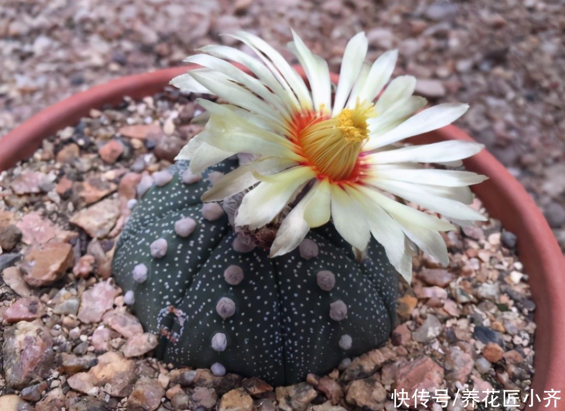 仙人球中有六个品种，它们是“开花劳模”，条件达到可以四季开花