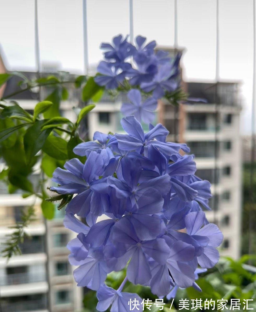 肥料|秋天，家里这4种花要施肥了，盆土更肥沃，枝叶多花更多