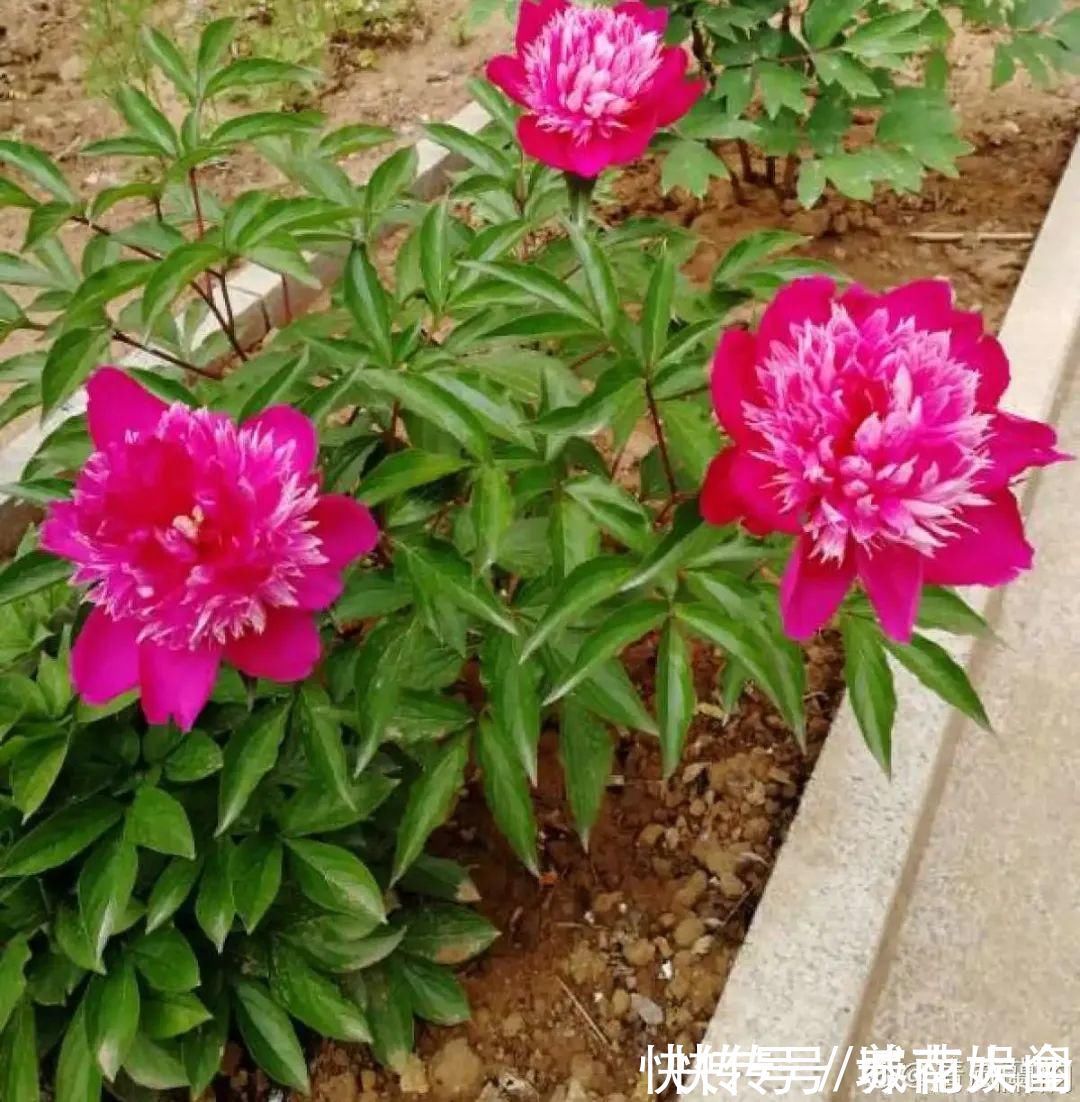 耐旱|超级耐旱花，整个冬天不浇水，还能胖一圈