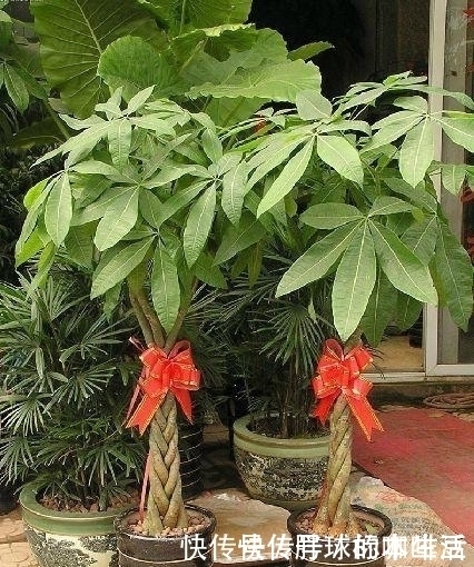 烂根|给发财树浇水,记两关键,十年不烂根,叶片油亮亮,越来越旺盛!