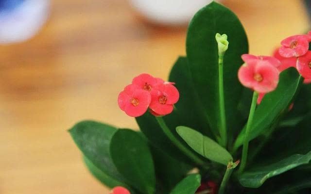 花草三不送,送了变“仇人”,这样看来,老祖宗的话,真的有道理