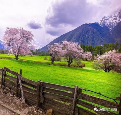 林芝桃花最密集、最壮观的观赏地，在这里！