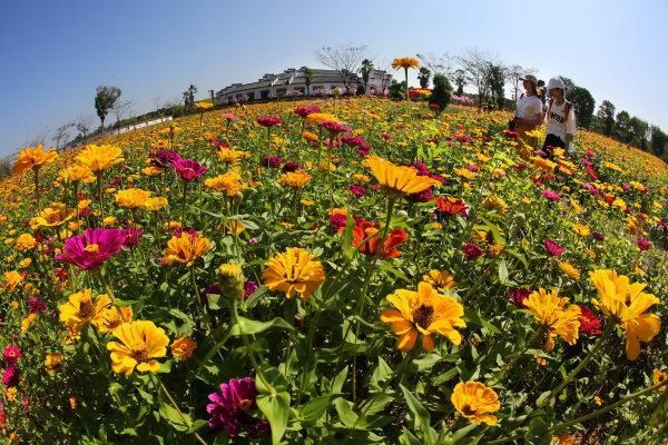 行摄武汉|百日菊开成花海，乡村游持续火爆 | 百日菊