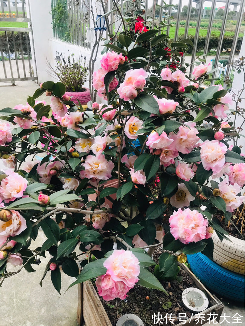 3种长寿植物,动辄能活上百年,妥妥养成传家宝