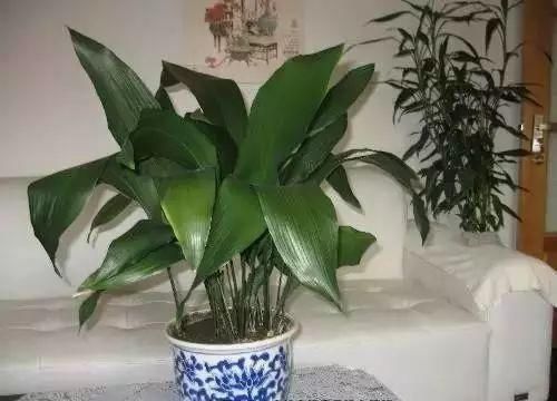 适合卫生间养的5种植物，耐阴还能去异味！