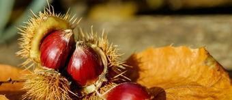 皂角米|女人在月经期间,6种食物要多吃,或能排出污血,体重慢慢降下来