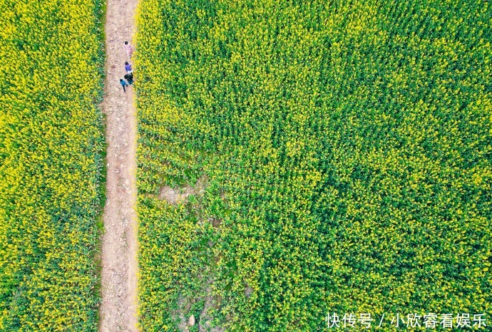 抢先打卡！邛崃油菜花海上线，快点进来～