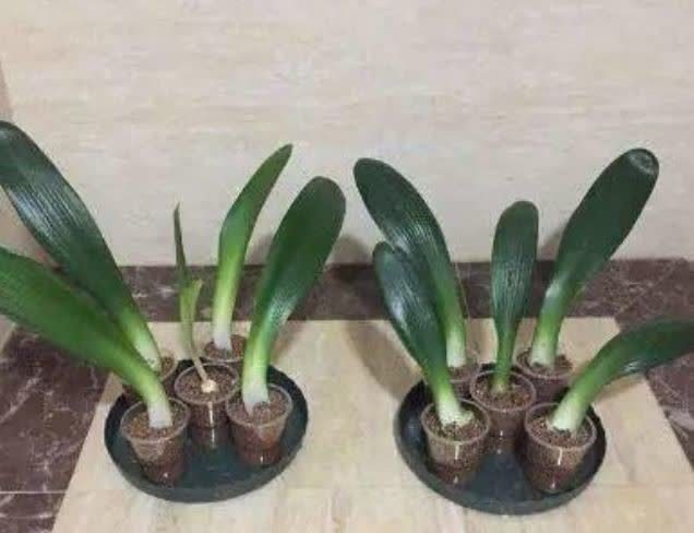 喜欢养花，不如试试这几款，给点阳光就灿烂，超级好养