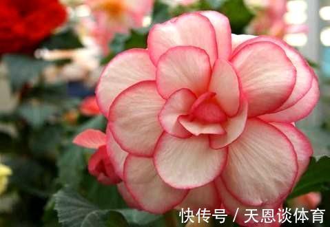 一种花,开花刹不住,花朵高贵典雅,仙气十足,非常值得拥有!