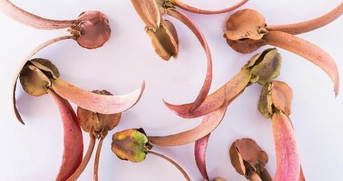  脾虚容易湿气重? 常吃这几种食物, 健脾胃, 轻松排出多年湿毒