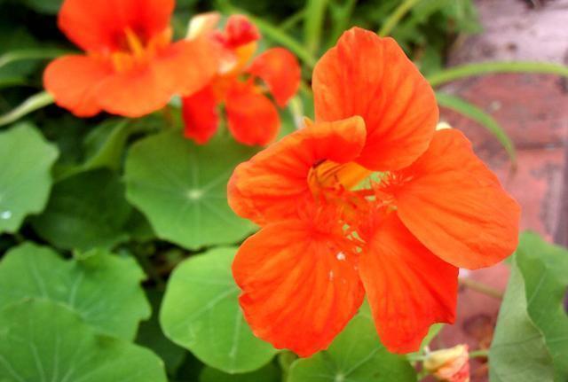 7月4日 7月18日 庭院选这几款花 花色清新秀美 漂亮又好养 粉紫色 7月4日 7月18日 庭院选这几款花 花色清新秀美 漂亮又好养 粉紫色