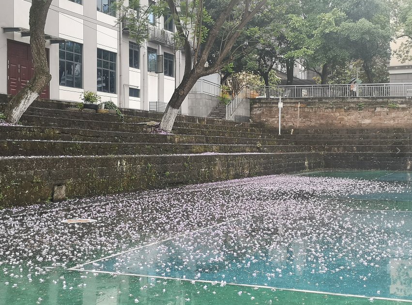 郑劲松|上游?夜雨丨郑劲松：再致蓝花楹